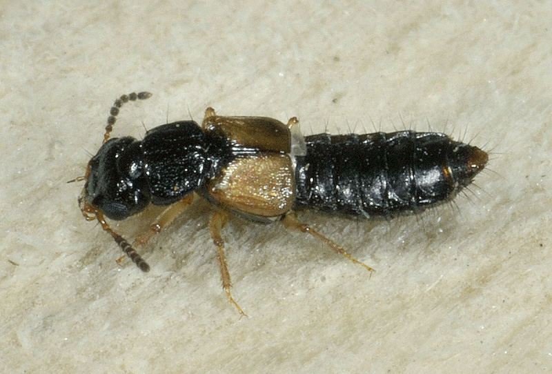 Staphylinidae: Bledius (Hesperophilus) sp. e cfr. Oxytelus piceus